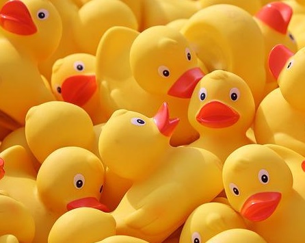yellow rubber ducks