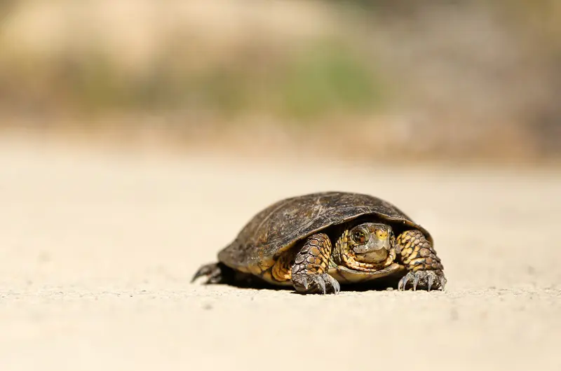 turtle crawling slowly