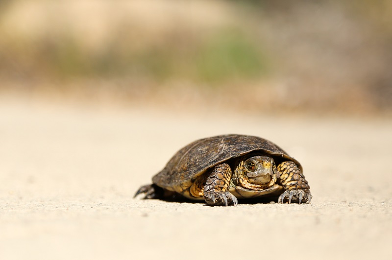 turtle crawling slowly