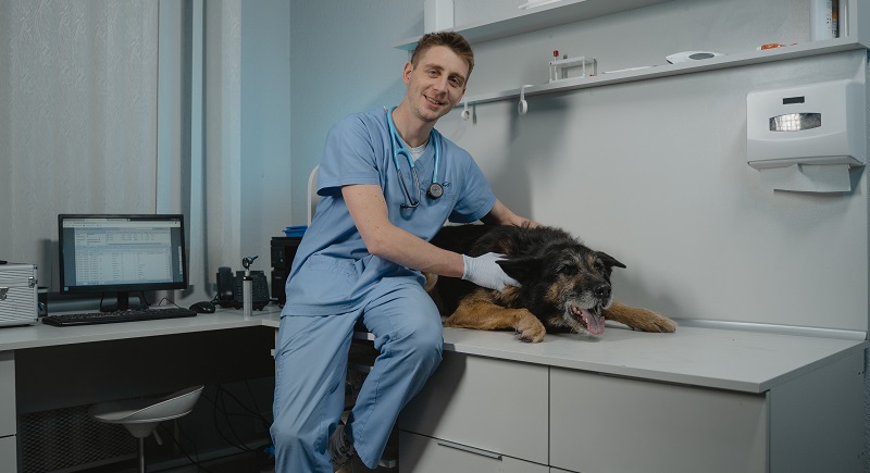 veterinarian with a dog patient